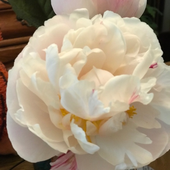 Meet your Posher, Suzanne - Picture 1 of 1